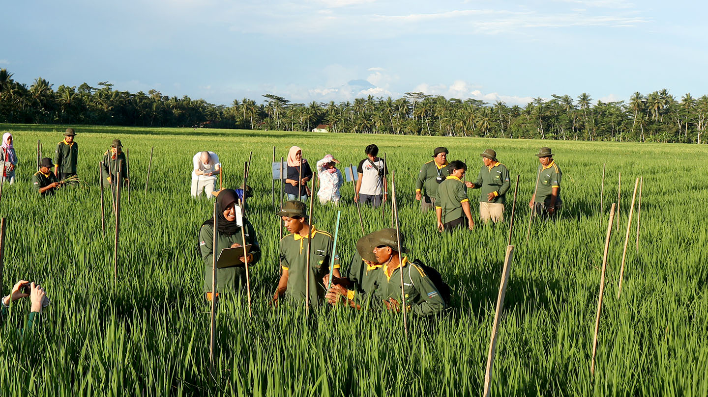 Utilization of Straw as Organic Mulch