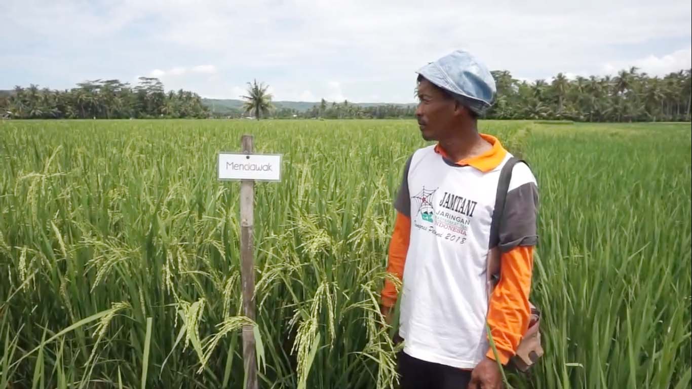 Increasing Salted Land Production with Mendawak Variety